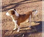 Small #6 Mutt