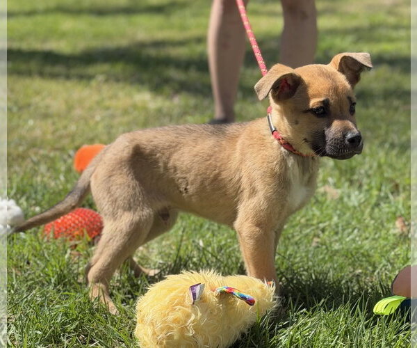 Medium Photo #2 Mutt Puppy For Sale in Yardley, PA, USA