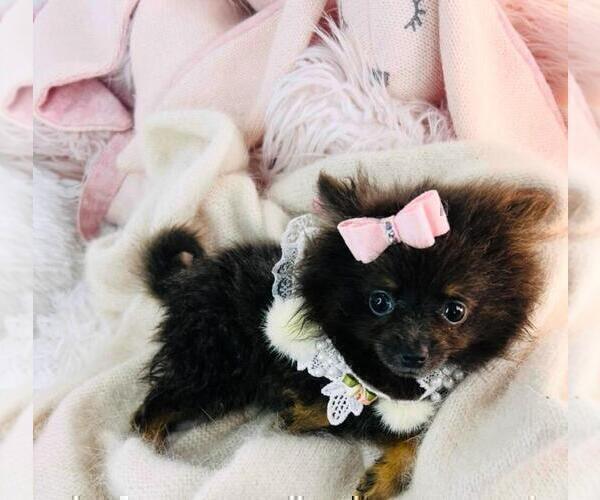 Medium Photo #10 Pomeranian Puppy For Sale in DELRAY BEACH, FL, USA