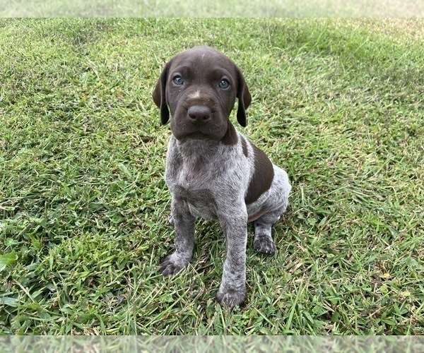 Medium Photo #15 German Shorthaired Pointer Puppy For Sale in CONCORD, NC, USA