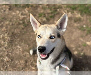 Siberian Husky-Unknown Mix Dogs for adoption in Tulsa, OK, USA