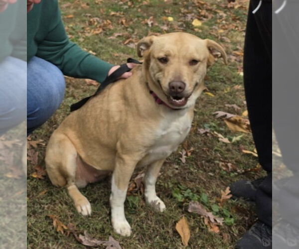 Medium Photo #6 American Staffordshire Terrier-Labrador Retriever Mix Puppy For Sale in Winston Salem, NC, USA