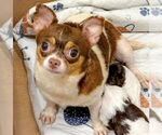 Small Chihuahua Mix