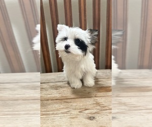 Morkie Puppy for sale in NEW BRAUNFELS, TX, USA