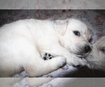 Small Photo #50 English Cream Golden Retriever Puppy For Sale in LANCASTER, WI, USA