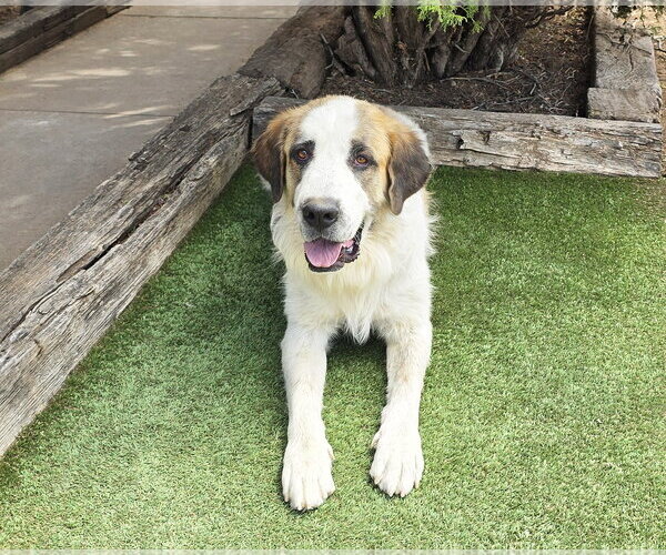 Medium Photo #3 Saint Bernard Puppy For Sale in Albuquerque, NM, USA