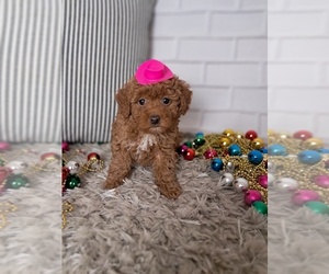 Poodle (Toy) Puppy for sale in SUGARCREEK, OH, USA