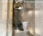Small #5 Pembroke Welsh Corgi