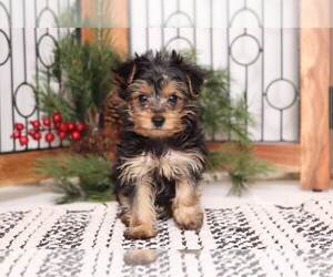 Yorkshire Terrier Puppy for sale in NAPLES, FL, USA