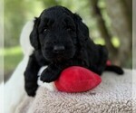 Small Photo #85 Goldendoodle Puppy For Sale in PIERSON, FL, USA