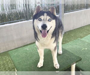 Siberian Husky Dogs for adoption in Pasadena, CA, USA