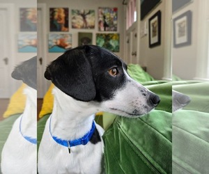 Jack-A-Bee Dogs for adoption in Rockaway, NJ, USA