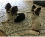 Small Photo #3 Papillon Puppy For Sale in HOLT, MO, USA