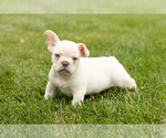Small #4 French Bulldog