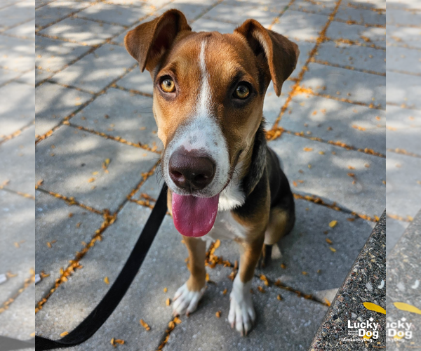 Medium Photo #13 Mutt Puppy For Sale in Washington, DC, USA