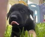 Small Photo #5 German Shepherd Dog Puppy For Sale in RUFFIN, SC, USA