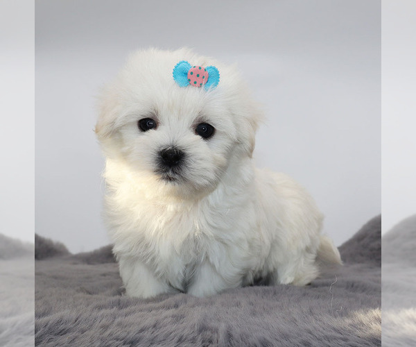 Medium Photo #1 Maltese Puppy For Sale in LOS ANGELES, CA, USA