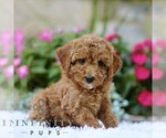 Small #3 Poodle (Toy)