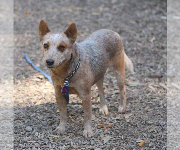 Medium Photo #1 Mutt Puppy For Sale in Paso Robles, CA, USA