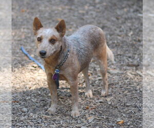Mutt Dogs for adoption in Paso Robles, CA, USA