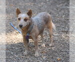 Lina - Female Mutt Dog for Adoption - Small photo