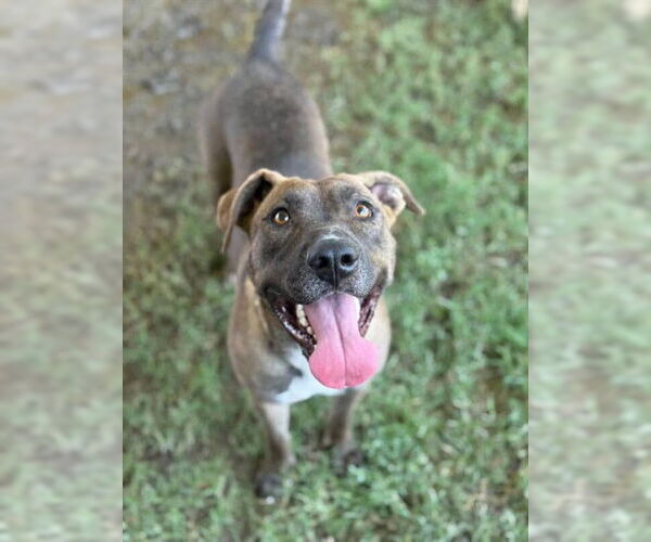 Medium Photo #2 Labrador Retriever-Unknown Mix Puppy For Sale in Riverside, CA, USA