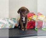 Small Photo #1 American Bully-Labrador Retriever Mix Puppy For Sale in NORTH LAS VEGAS, NV, USA