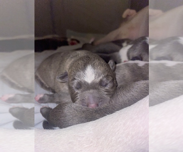 Medium Photo #3 American Bully Puppy For Sale in NAUGATUCK, CT, USA