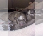 Small #2 American Bully
