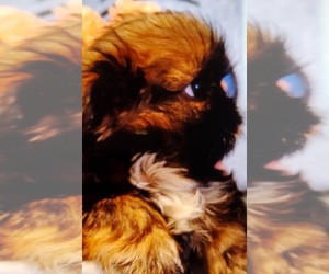 Shih Tzu Puppy for sale in EAST PEORIA, IL, USA