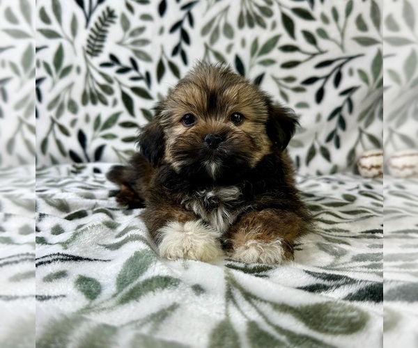 Medium Photo #2 Shorkie Tzu Puppy For Sale in GREENFIELD, IN, USA