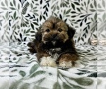 Small #1 Shorkie Tzu