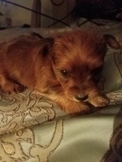Yorkshire Terrier Puppy for sale in CARSON, CA, USA