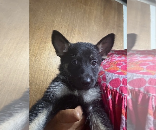 Medium Photo #1 German Shepherd Dog Puppy For Sale in RICHMOND, VA, USA