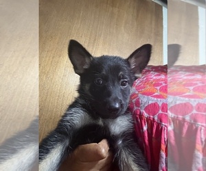 German Shepherd Dog Puppy for sale in RICHMOND, VA, USA