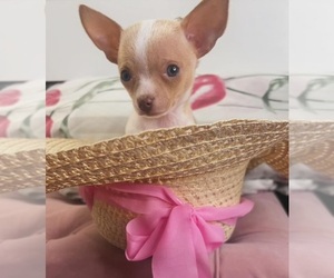 Chihuahua Puppy for sale in CHARLOTTE, NC, USA