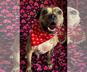 Bulldog-Unknown Mix Dogs for adoption in Germantown, OH, USA