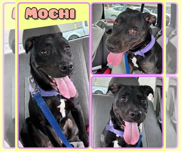 Medium Photo #1 American Staffordshire Terrier-Unknown Mix Puppy For Sale in Pierceton , IN, USA