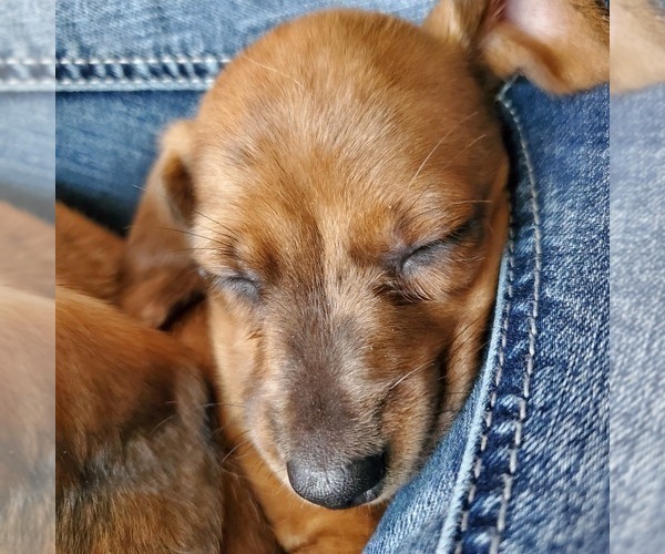 Medium Photo #9 Dachshund Puppy For Sale in LADY LAKE, FL, USA