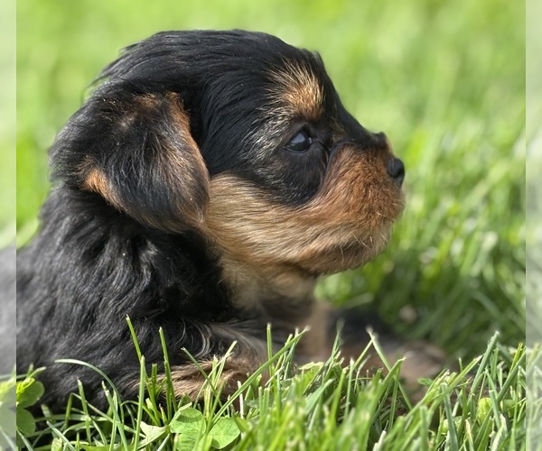Medium Photo #7 Yorkshire Terrier Puppy For Sale in ROCK STREAM, NY, USA