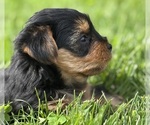 Small #6 Yorkshire Terrier