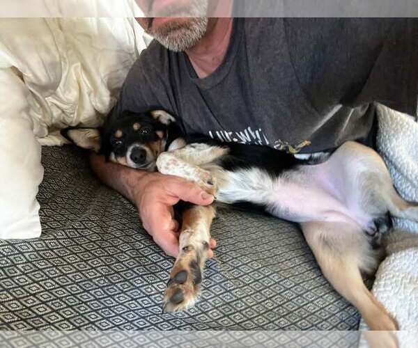 Medium Photo #3 Mutt Puppy For Sale in Modesto, CA, USA