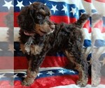 Small #2 Poodle (Standard)