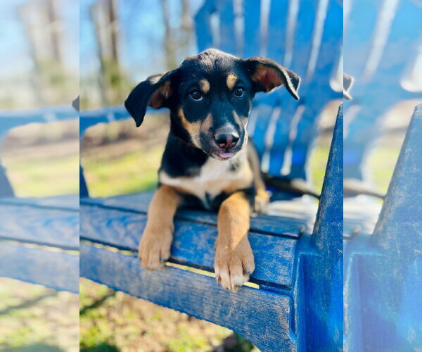 Medium Photo #2 Australian Shepherd-Unknown Mix Puppy For Sale in Pacolet, SC, USA