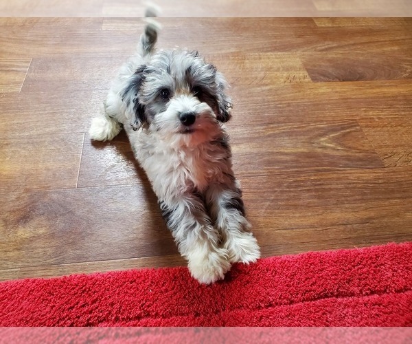 Medium Photo #9 Bernedoodle-Poodle (Toy) Mix Puppy For Sale in BLACK FOREST, CO, USA