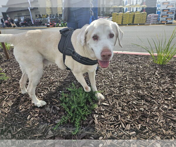 Medium Photo #2 Labrador Retriever Puppy For Sale in Clovis, CA, USA