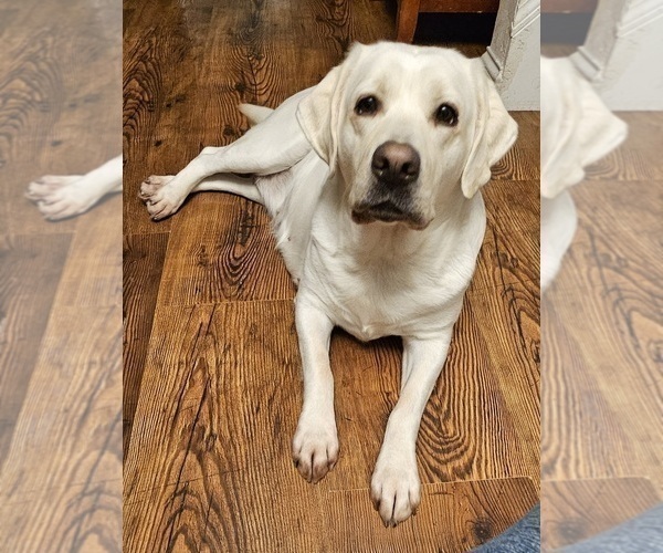 Medium Photo #1 Labrador Retriever Puppy For Sale in PONTIAC, IL, USA
