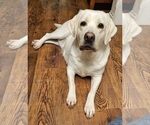 Small Photo #1 Labrador Retriever Puppy For Sale in PONTIAC, IL, USA
