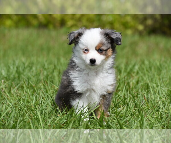 Medium Photo #3 Miniature Australian Shepherd Puppy For Sale in PALM COAST, FL, USA