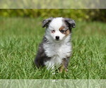 Small #2 Miniature Australian Shepherd